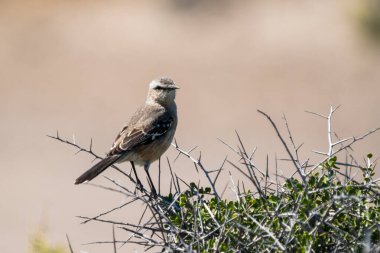 Patagonya alaycı kuşu (Mimus patagonicus), çoğunlukla Arjantin ve Şili 'de bulunan orta büyüklükteki Mimidae familyasının bir üyesidir..