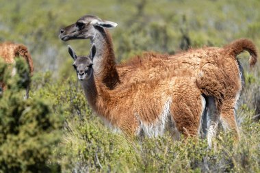 Guanaco (Lama guanicoe) uzun bacaklı kamelya morfolojisi ve soluk ön gölgeleme ile yoğun kırmızımsı kahverengi peçe göstererek, yerli Güney Amerika habitatında ikaz durumundadır..