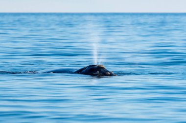 Güneyli bir sağ balina (Eubalaena australis), bu tür için uluslararası açıdan önemli bir yavrulama ve çocuk yuvası olan Pennsula Valds, Patagonya 'nın yarı kapalı körfezinde kıyıya yakın bir yüzeye çıkar..