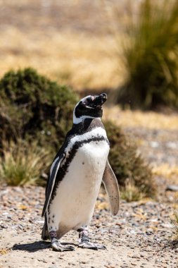 Macellan penguenleri (Spheniscus magellanicus), Arjantin 'in Pennsula Valds sahilinde, bu göçmen, ılıman bölge türleri için önemli bir yuva alanı olan yoğun bir üreme kolonisinde bir araya geldiler..