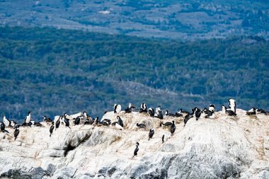 Imperial Shag (Leucocarbo atriceps) Ushuaia, Tierra del Fuego, Arjantin yakınlarındaki Beagle Channel 'da kayalık bir adaya tünemiştir. Çarpıcı siyah ve mavi gözlü karabatak, parlak koyu sırt, beyaz alt parçalar, mavi göz ve turuncu burun düğmesi.