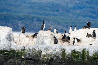 Imperial Shag (Leucocarbo atriceps) Ushuaia, Tierra del Fuego, Arjantin yakınlarındaki Beagle Channel 'da kayalık bir adaya tünemiştir. Çarpıcı siyah ve mavi gözlü karabatak, parlak koyu sırt, beyaz alt parçalar, mavi göz ve turuncu burun düğmesi.