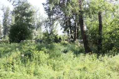 Krasnoyarsk 'taki dinlenme adasında büyük kavak ağaçları yetişiyor..