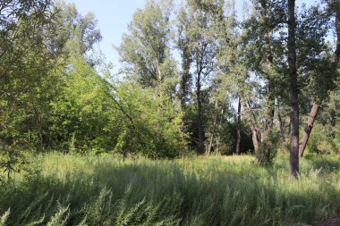 Krasnoyarsk 'taki dinlenme adasında büyük kavak ağaçları yetişiyor..