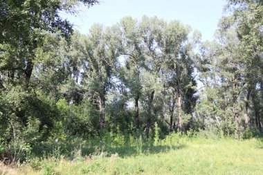 Krasnoyarsk 'taki dinlenme adasında büyük kavak ağaçları yetişiyor..