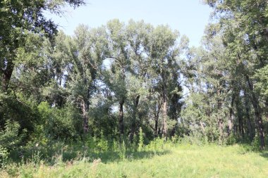 Krasnoyarsk 'taki dinlenme adasında büyük kavak ağaçları yetişiyor..