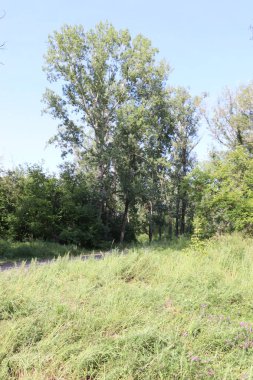 Krasnoyarsk 'taki dinlenme adasında büyük kavak ağaçları yetişiyor..