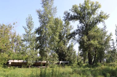 Krasnoyarsk 'taki dinlenme adasında büyük kavak ağaçları yetişiyor..