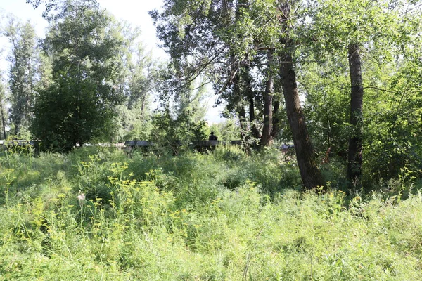 Krasnoyarsk 'taki dinlenme adasında büyük kavak ağaçları yetişiyor..