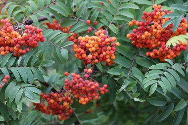 Rowan meyveleri. Büyük desteler.