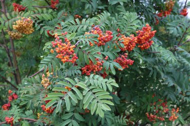 Rowan meyveleri. Büyük desteler.