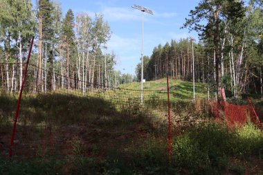 Summer green forest in Siberia. Russia.