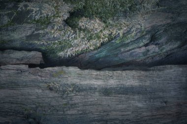 Kayalıklardan, taştan, ahşaptan ve bitki dokusundan oluşan doğal bir arka plan. Manzara kaya manzarası. Ağır ve pürüzlü yüzey görünümü.
