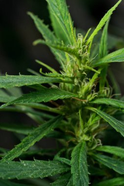 Kenevir bitkisi, marihuana, kenevir çiçeği yakın plan çekimleri dışarıda yetişiyor. Alternatif tıp alanında tomurcukları, yaprakları, yağı, çiçek kullanımı. Sağlık için THC ve CBD. İndika veya sativa.