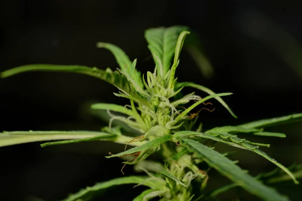 Kannabisz Növény Marihuána Kendervirág Közelkép Lövés Természetes Szabadban Bud Levelek — Stock Fotó