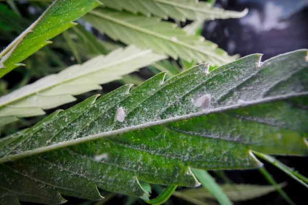 Mealybug Cannabis Cânhamo Folha Maconha Bug Citrus Dangerouse Planta Praga — Fotografia de Stock
