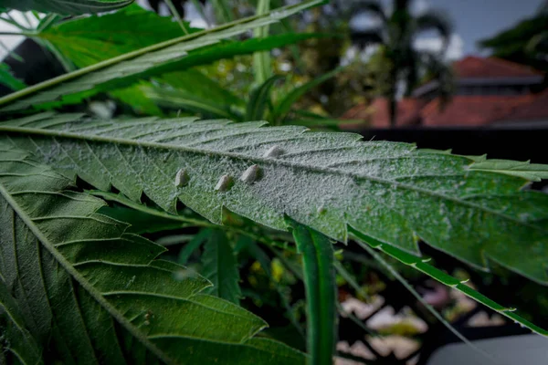 Mealybug Kannabiszon Kenderen Marihuána Levélen Bogár Citrusfélék Kártevő Növény Szabadban — Stock Fotó