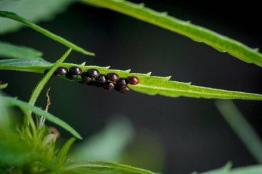 Kokuşmuş böcek yumurtaları ya da esmer marmorfin yumurtaları, Halyomorpha halys, esrar, kenevir, marihuana yaprağı. Böceklerin makro fotoğrafları, küçük pis kokulu böcekler. Bahçedeki böcek ilacı bitkisinin dışında bir hayvan..   