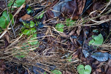 Baharda, ormandaki kahverengi zeminde bazı yeşil yapraklar ve kuru otlar görülebilir.