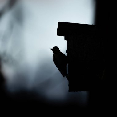 Benekli ağaçkakan ahşap bir elektrik direğinin üzerinde uçtu. Arkasına ahşap bir kuş kafesi yerleştirildi..