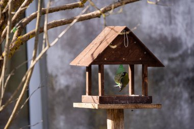 İlkbaharda bir ağacın ucunda küçük bir kuşun yediği kuş yemi.