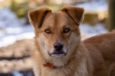 Yakalı kahverengi bir köpek doğrudan tepesine bakar ve arkasında beyaz kar ve yeşil otlarla dolu bir bahar arkaplanı vardır.!