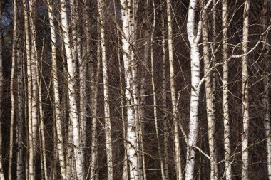 Letonya huş ağacının yakın çekimleri beyaz huş gövdelerini koyu dallarla göstermektedir..