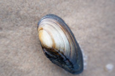 Deniz kabuğu kumsalda tamamen yalnız duruyor.