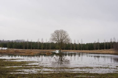Letonya 'da, yaprakları olmayan ve plastik ambalajları olmayan büyük yapayalnız bir ağacın bulunduğu çiftliğin yakınındaki çayırı sel basmıştı.