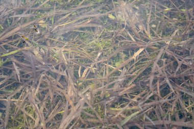 İlkbaharda, suyun altında çeşitli yeşil bitkileri, çiçekleri ve otları görebileceğiniz, ilginç bir tasarım dokusu oluşturan Letonya 'daki sel basmış bir çayıra yakın plan..