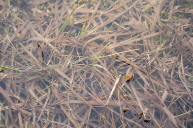 İlkbaharda, suyun altında çeşitli yeşil bitkileri, çiçekleri ve otları görebileceğiniz, ilginç bir tasarım dokusu oluşturan Letonya 'daki sel basmış bir çayıra yakın plan..