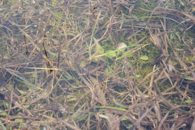 İlkbaharda, suyun altında çeşitli yeşil bitkileri, çiçekleri ve otları görebileceğiniz, ilginç bir tasarım dokusu oluşturan Letonya 'daki sel basmış bir çayıra yakın plan..
