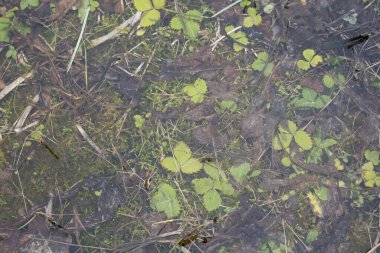 İlkbaharda, suyun altında çeşitli yeşil bitkileri, çiçekleri ve otları görebileceğiniz, ilginç bir tasarım dokusu oluşturan Letonya 'daki sel basmış bir çayıra yakın plan..