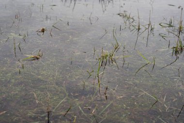 İlkbaharda, suyun altında çeşitli yeşil bitkileri, çiçekleri ve otları görebileceğiniz, ilginç bir tasarım dokusu oluşturan Letonya 'daki sel basmış bir çayıra yakın plan..