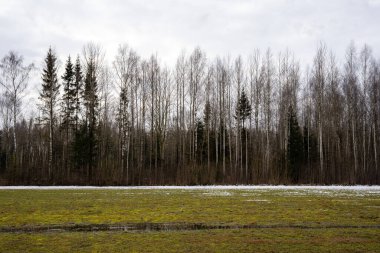 İlkbaharda Letonya kırsalında kar eridiğinde ve çayırlar bazı yerlerde biraz karla ıslandığında ve çayırın kenarında bir orman büyüdüğünde
