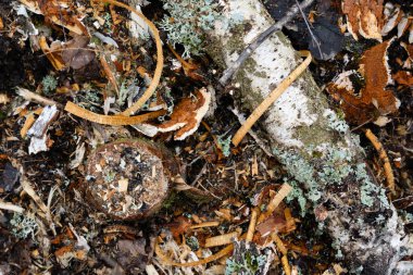 Llatvia 'da bir ormanın yakınındaki kesilen ve ezilen ağaçlar ve odun kestikten sonra yere bırakılan çalılar..