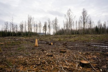 Sadece kütüklerin ve büyük odun parçalarının bulunduğu Letonya ormanının açıklığı. Arkasında ağaçlar ve kasvetli bir gökyüzü var. Burada orman tazelik ve bahar kokuyor..