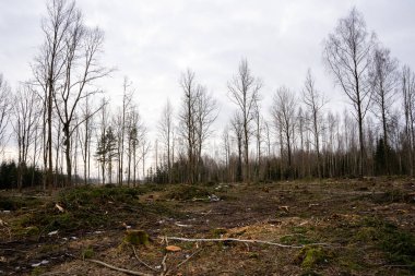Sadece kütüklerin ve büyük odun parçalarının bulunduğu Letonya ormanının açıklığı. Arkasında ağaçlar ve kasvetli bir gökyüzü var. Burada orman tazelik ve bahar kokuyor..