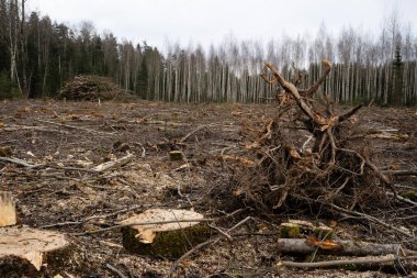 Sadece kütüklerin ve büyük odun parçalarının bulunduğu Letonya ormanının açıklığı. Arkasında ağaçlar ve kasvetli bir gökyüzü var. Burada orman tazelik ve bahar kokuyor..