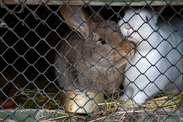 Behind the metal fence are live rabbits that look straight up and press close to the fence.