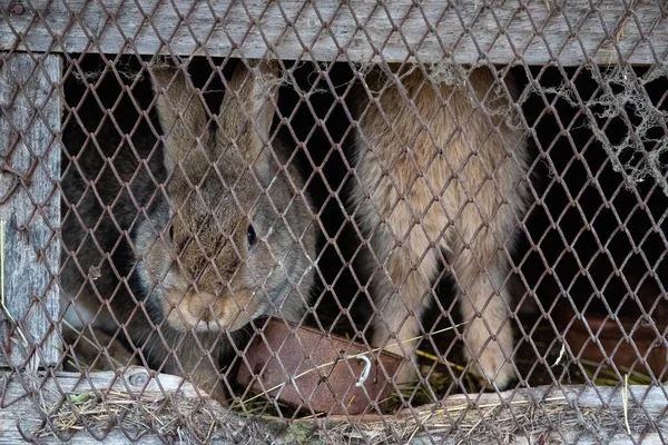 Behind the metal fence are live rabbits that look straight up and press close to the fence.