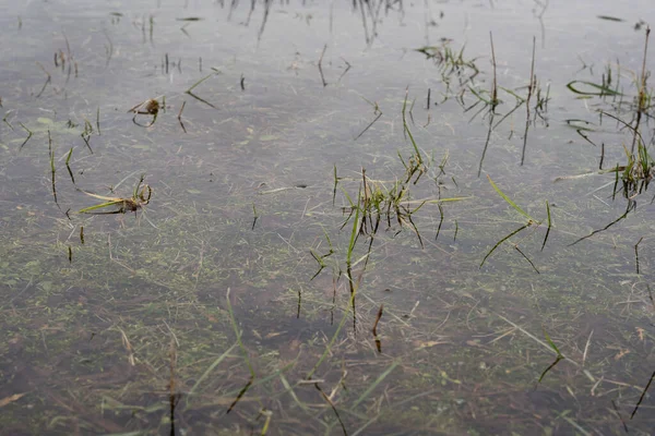 İlkbaharda, suyun altında çeşitli yeşil bitkileri, çiçekleri ve otları görebileceğiniz, ilginç bir tasarım dokusu oluşturan Letonya 'daki sel basmış bir çayıra yakın plan..