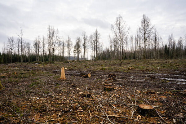 Вырубка латвийского леса, где остаются только пни и большие щепки, за которыми находятся деревья и мрачное небо, здесь лес пахнет свежестью и весной..