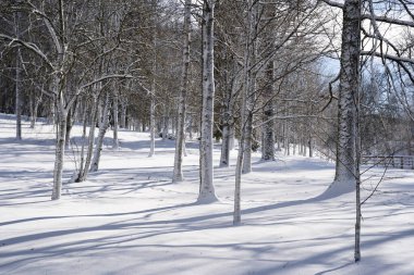 Buradaki beyaz gövdeleri kaplayan bir sürü beyaz tüylü kar var. Güzel, mucizevi bir peri masalı gibi görünüyor..