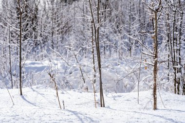 Güneşli bir günde, ormanın yakınındaki çalılar karlıdır. Güneşte parlayan tüylü beyaz kar ve mucizevi bir peri masalı gibi görünür.
