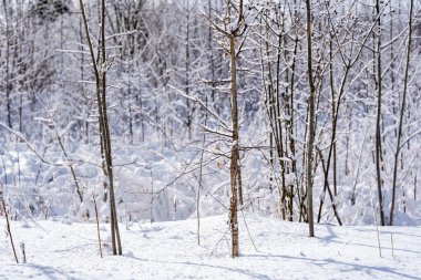 Güneşli bir günde, ormanın yakınındaki çalılar karlıdır. Güneşte parlayan tüylü beyaz kar ve mucizevi bir peri masalı gibi görünür.