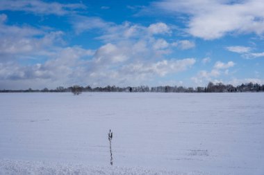 Letonya kırsalında, yakınlarda bir ormanın olduğu beyaz, tüylü karla kaplı bir yer. Üzerinde de güzel, mavi bir gökyüzü ve beyaz, tüylü bulutlar var.