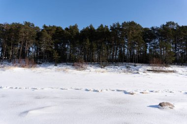 Kışın Letonya Baltık Denizi sahilinde, kumlara kar yağdığında, büyük taşlar görülebilir ve arkalarında arka planda küçük çam ağaçları olan bir orman vardır.