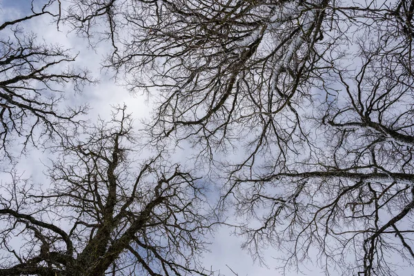 The tops of the trees in winter when they have no leaves and have only dark tree trunk branches that form an interesting pattern on a sky blue background.