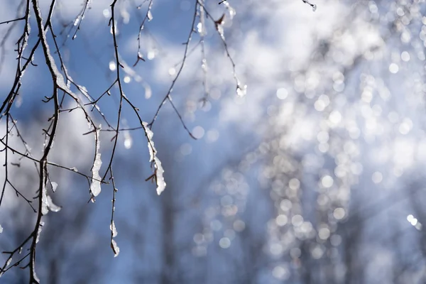 Primo Piano Rami Betulla Cui Caduta Neve Piccoli Pezzi Ghiaccio Foto Stock